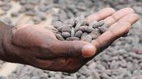 SUSTAINABLE CHOCOLATE+image