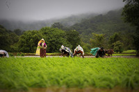 Environmental Performance of Indian Companies+Image